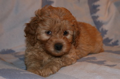Picture of Australian Labradoodle