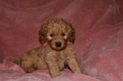 Picture of Australian Labradoodle