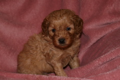 Picture of Australian Labradoodle
