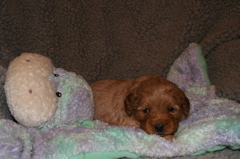 Picture of Australian Labradoodle