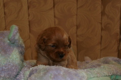 Picture of Australian Labradoodle