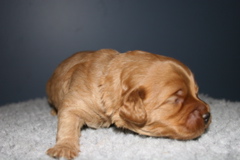 Picture of Australian Labradoodle
