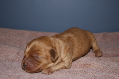 Picture of Australian Labradoodle