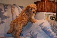 Picture of Australian Labradoodle