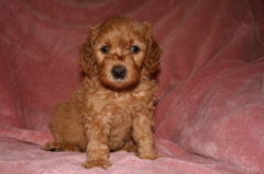 Picture of Australian Labradoodle