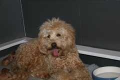 Picture of Australian Labradoodle