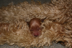 Picture of Australian Labradoodle
