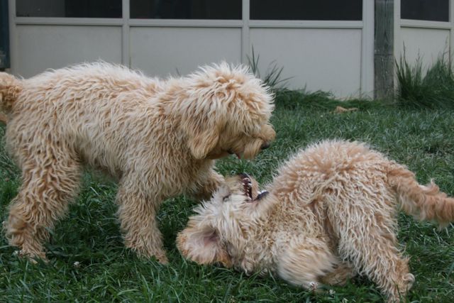Picture of Australian Labradoodle