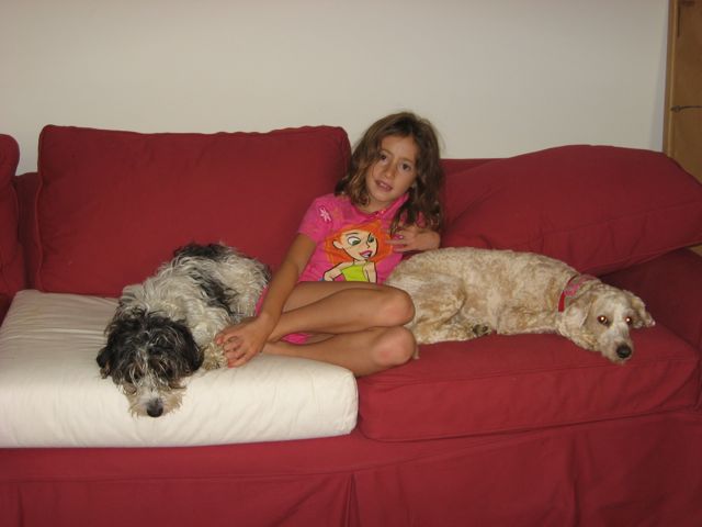 Picture of Australian Labradoodle