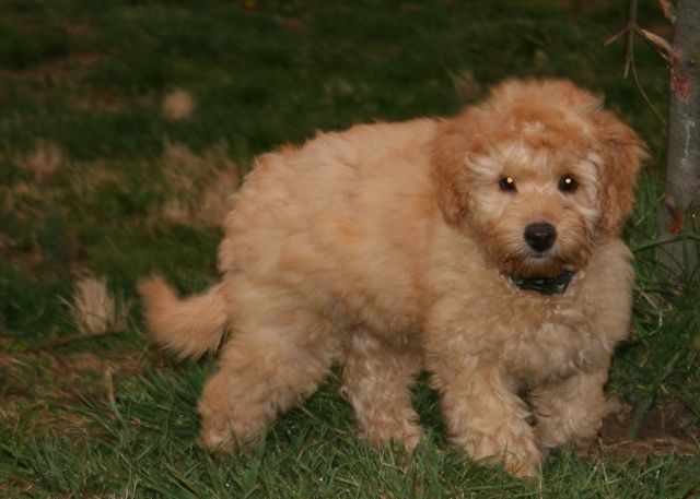 Picture of Australian Labradoodle