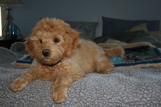 Picture of Australian Labradoodle