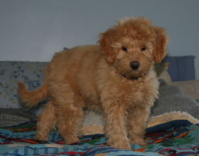 Picture of Australian Labradoodle