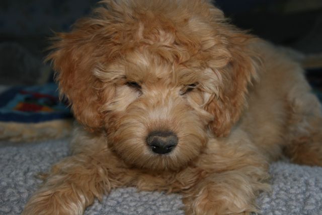 Picture of Australian Labradoodle