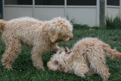 Picture of Australian Labradoodle