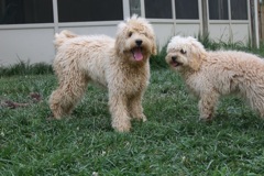 Picture of Australian Labradoodle
