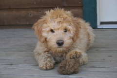 Picture of Australian Labradoodle