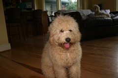 Picture of Australian Labradoodle