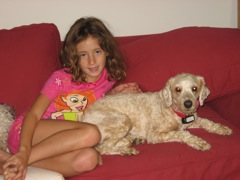 Picture of Australian Labradoodle