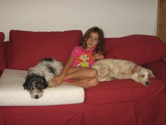 Picture of Australian Labradoodle