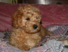 Picture of Australian Labradoodle