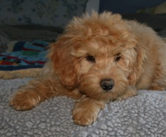 Picture of Australian Labradoodle