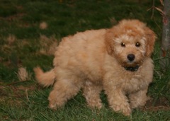 Picture of Australian Labradoodle