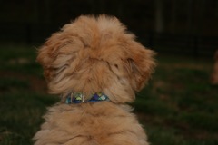 Picture of Australian Labradoodle