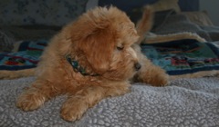 Picture of Australian Labradoodle