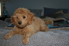 Picture of Australian Labradoodle