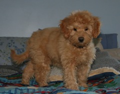 Picture of Australian Labradoodle
