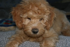 Picture of Australian Labradoodle