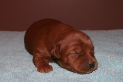 Blue boy, week 1, 1lb 14oz<br>
 