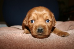 Blue Boy, week 3, 3lb 4oz<br>
 
