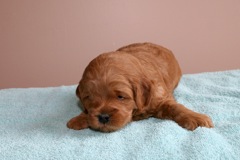 Blue Boy, week 4, 4lbs 1 oz<br>
 