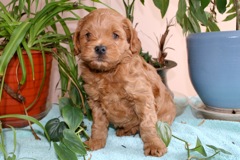 Blue Boy, week 6, 5lb<br>
 