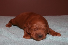 Red boy, week 1, 1lb 15oz<br>
 