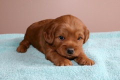 Red Boy, week 4, 4lbs 1 oz<br>
 