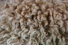 Pearl's Beautiful Coat<br>
 