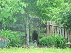 <br>There was a girl<br>A very strange enchanted girl<br>They say she wandered very far, very far<br>Over land and sea<br>A little shy<br>And sad of eye<br>But very wise was she<br>And then one day<br>One magic day, she came my way<br>And we spoke of may things<br>Fools and kings<br>This she said to me<br>The greatest thing<br>You'll ever learn<br>Is just to love<br>And be loved in return<br>- From Nature Boy by Eden Abhez
 