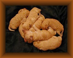 <br>Which one is Silk?
 
