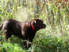 <br>Labradors in the Mist
 