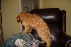 Picture of Australian Labradoodle