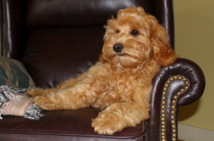 Picture of Australian Labradoodle