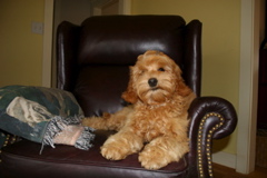 Picture of Australian Labradoodle