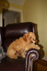 Picture of Australian Labradoodle