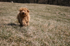 Picture of Australian Labradoodle