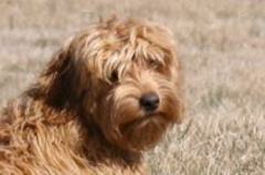 Picture of Australian Labradoodle