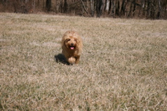 Picture of Australian Labradoodle