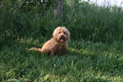 Picture of Australian Labradoodle