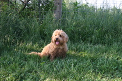 Picture of Australian Labradoodle